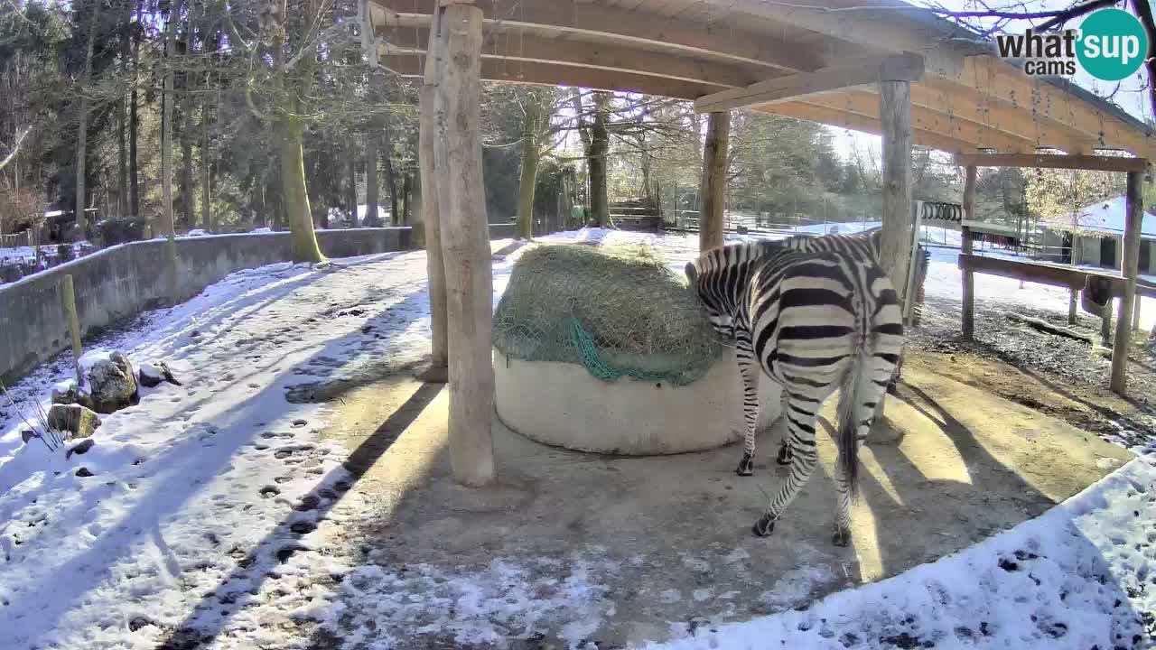 Live webcam Les zèbres in Ljubljana ZOO – Slovénie