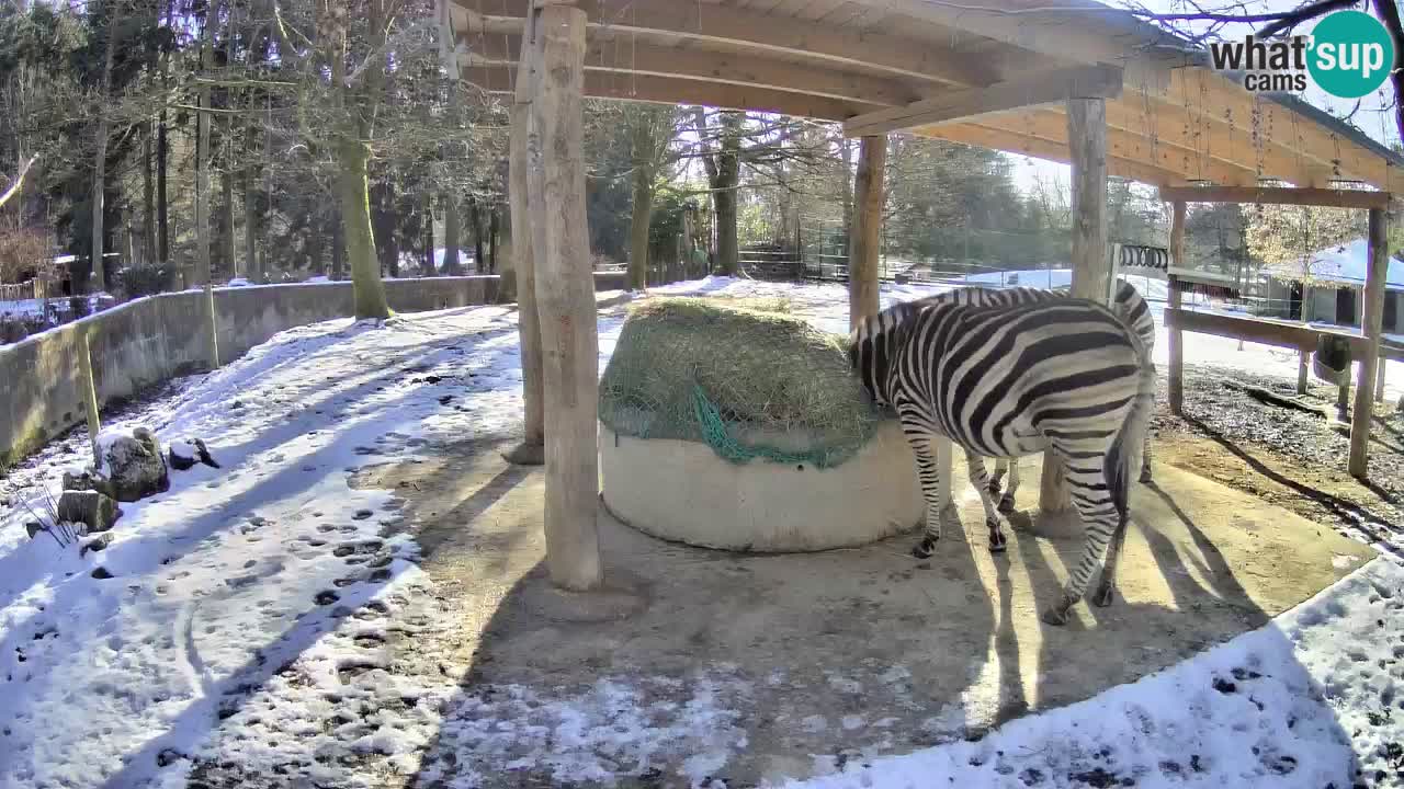 Live webcam Zebras in Ljubljana ZOO – Slovenia