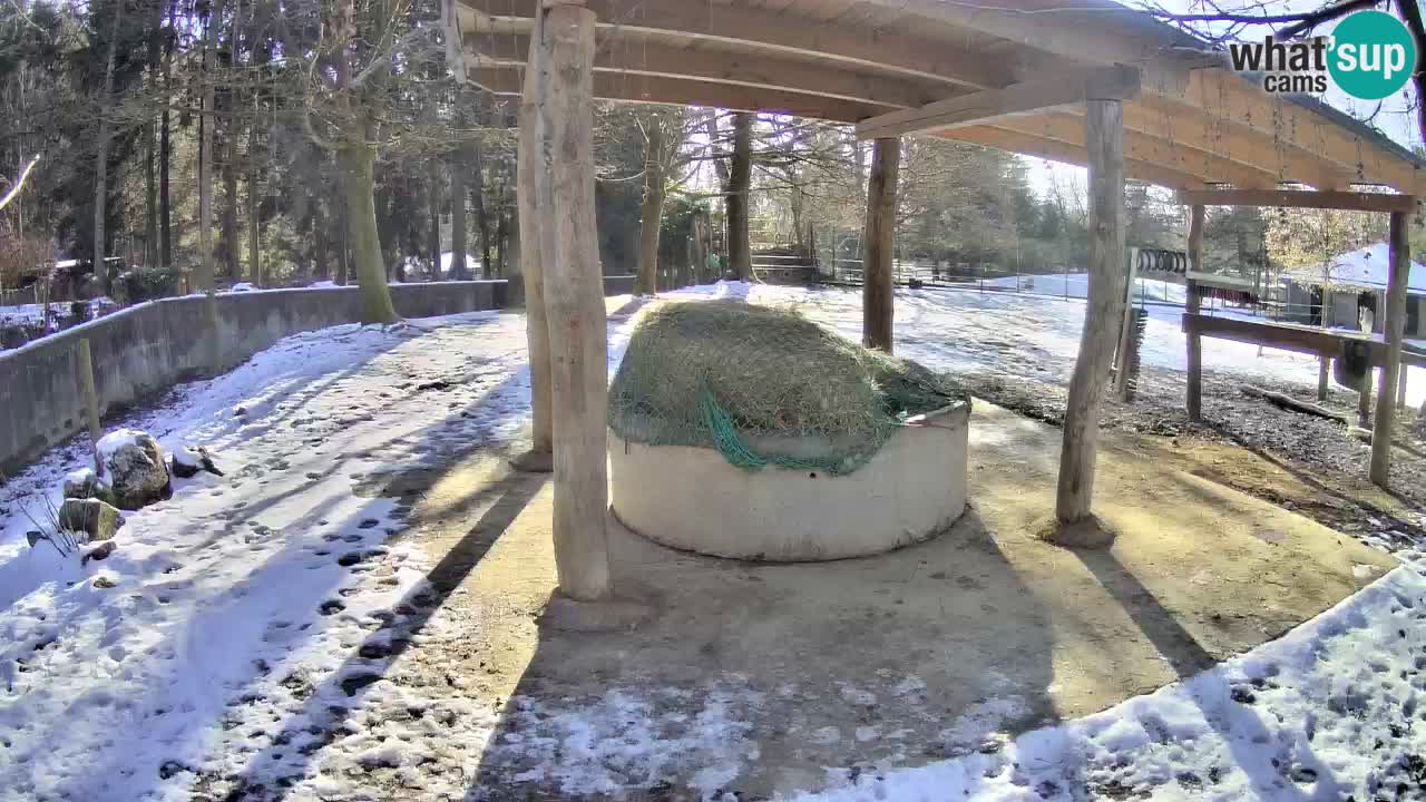 Live webcam Zebras in Ljubljana ZOO – Slovenia