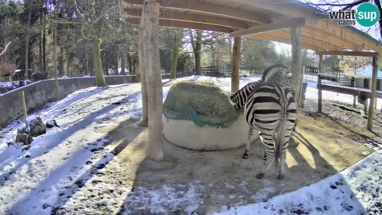 Live webcam Les zèbres in Ljubljana ZOO – Slovénie