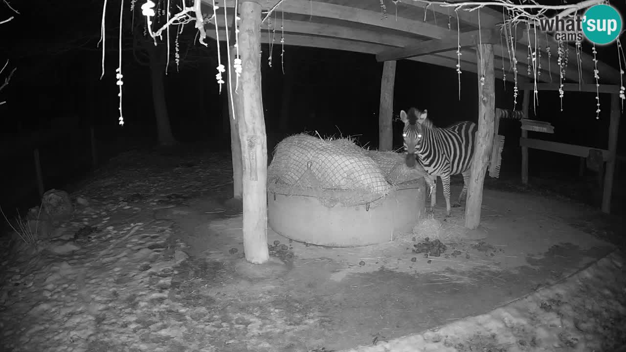 Le Zebre nello ZOO di Ljubljana – Slovenia Live webcam