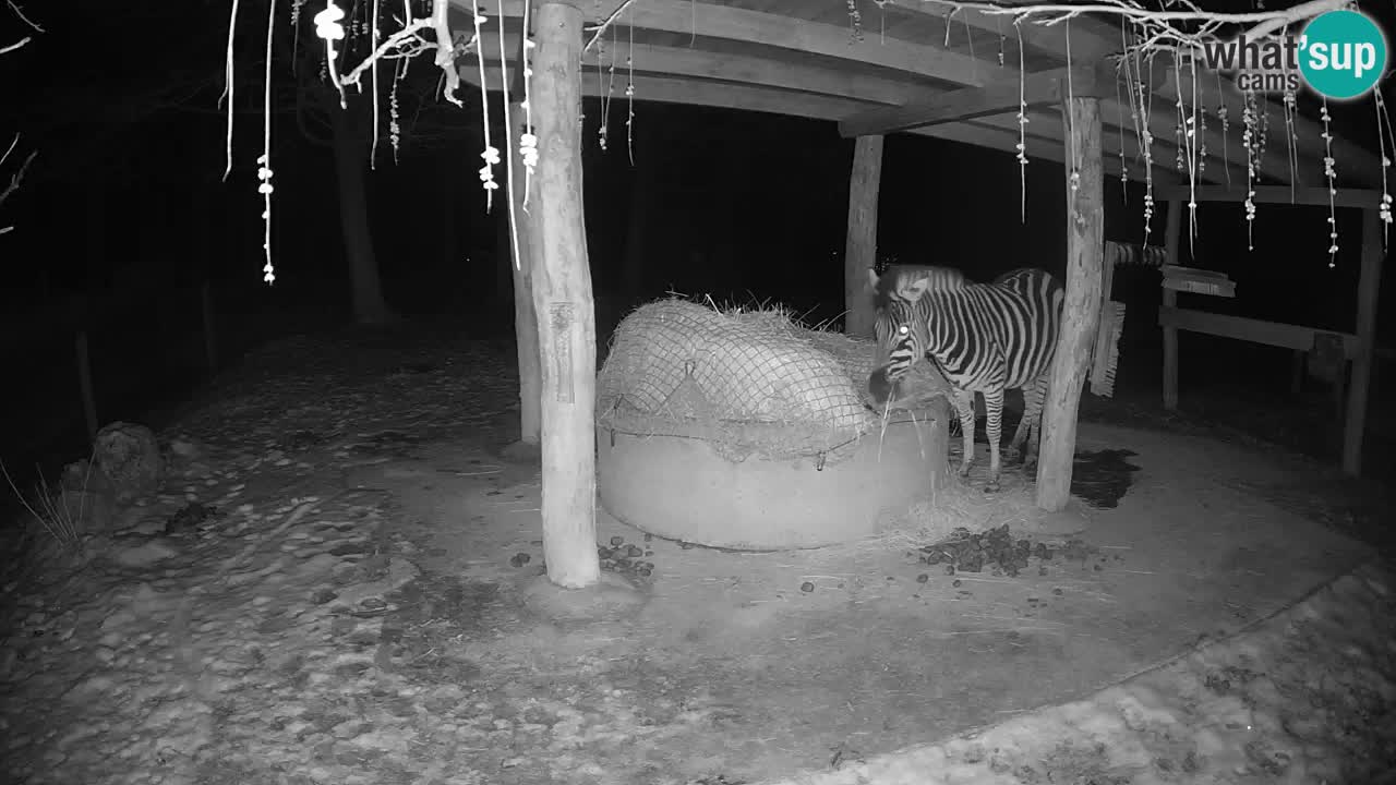 Web kamera uživo Zebras u ZOO Ljubljana – Slovenija