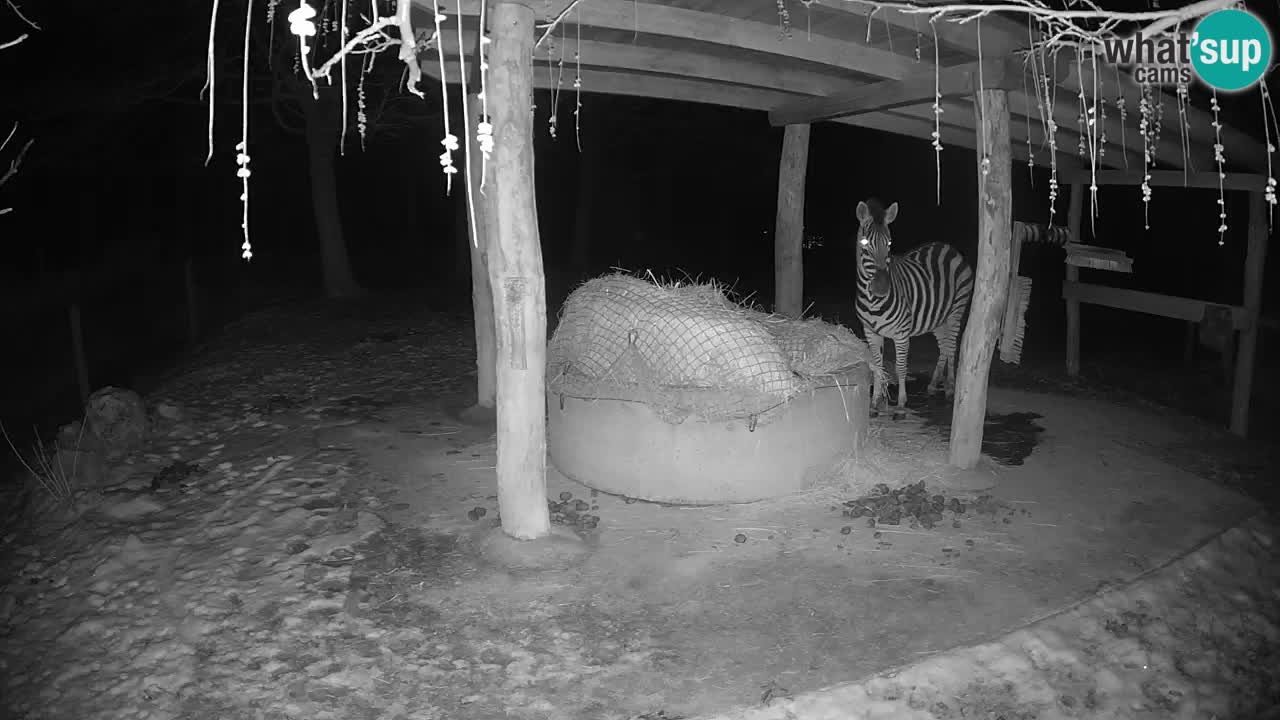 Live webcam Les zèbres in Ljubljana ZOO – Slovénie