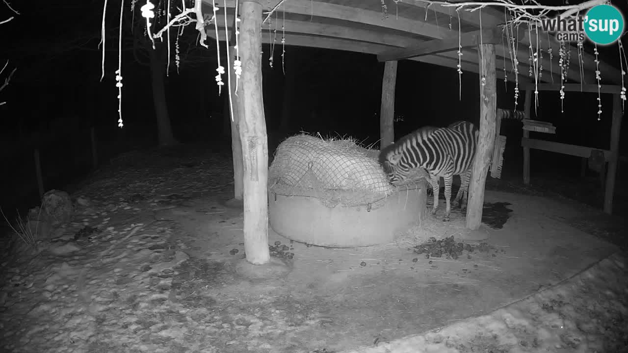 Live webcam Zebras in Ljubljana ZOO – Slovenia