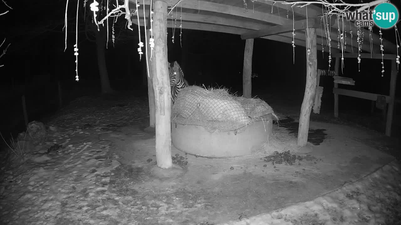 Live webcam Les zèbres in Ljubljana ZOO – Slovénie