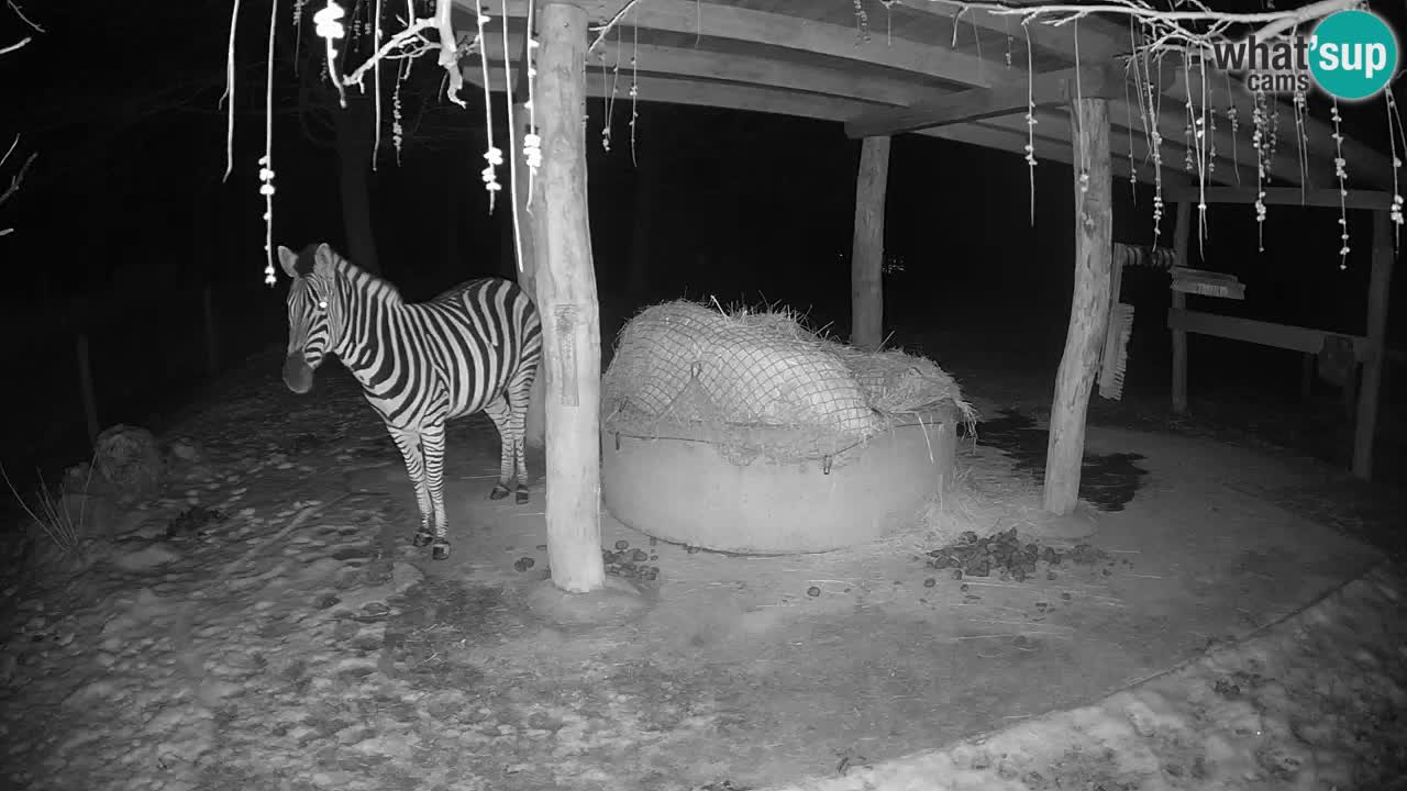 Camera en vivo Cebras in Ljubljana ZOO – Eslovenia