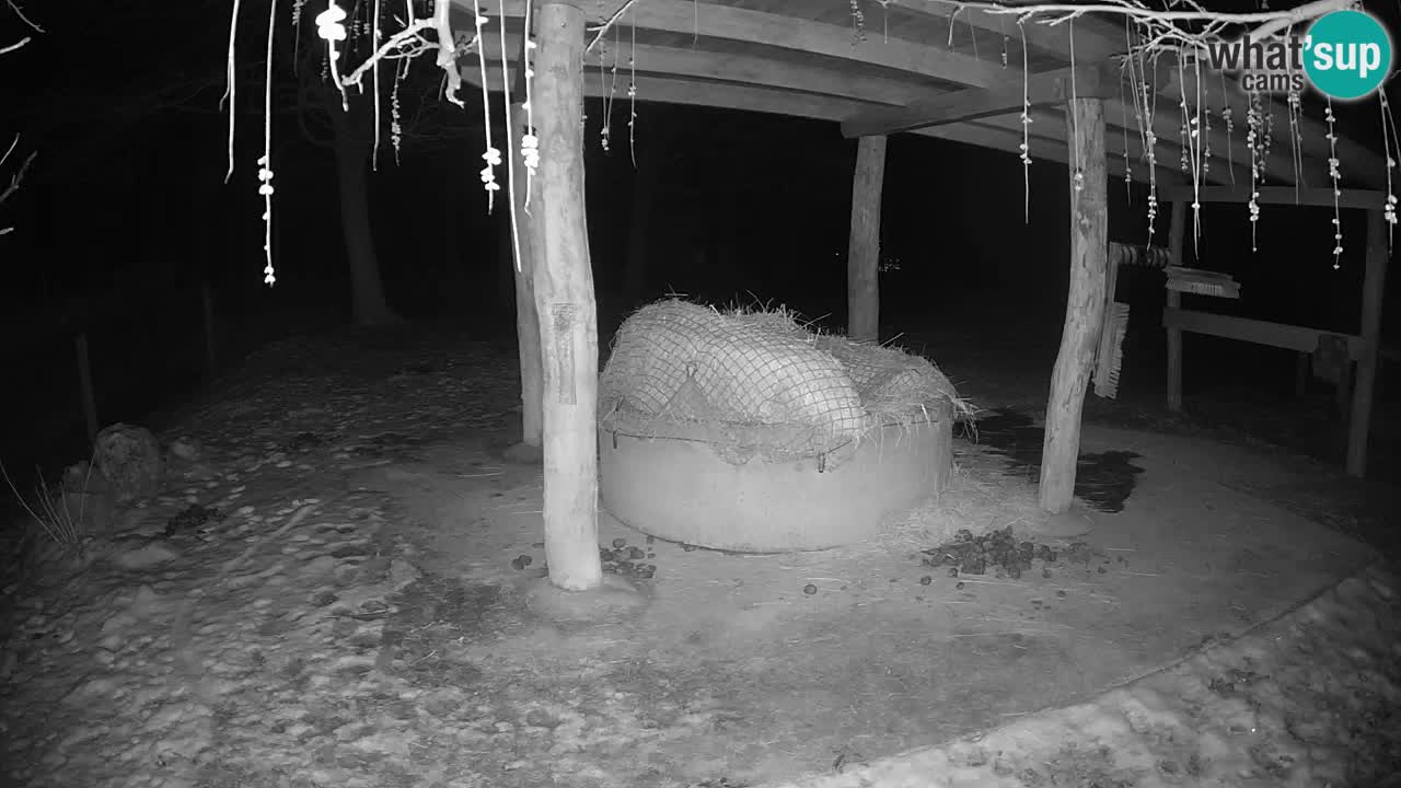 Live webcam Les zèbres in Ljubljana ZOO – Slovénie