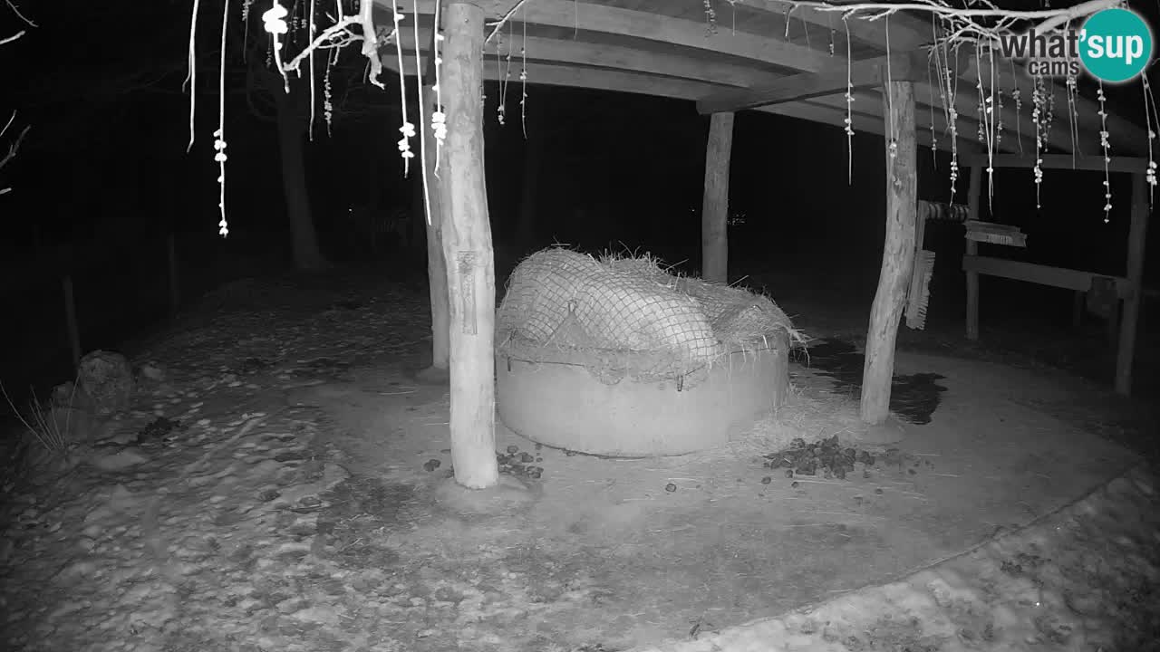 Live webcam Les zèbres in Ljubljana ZOO – Slovénie