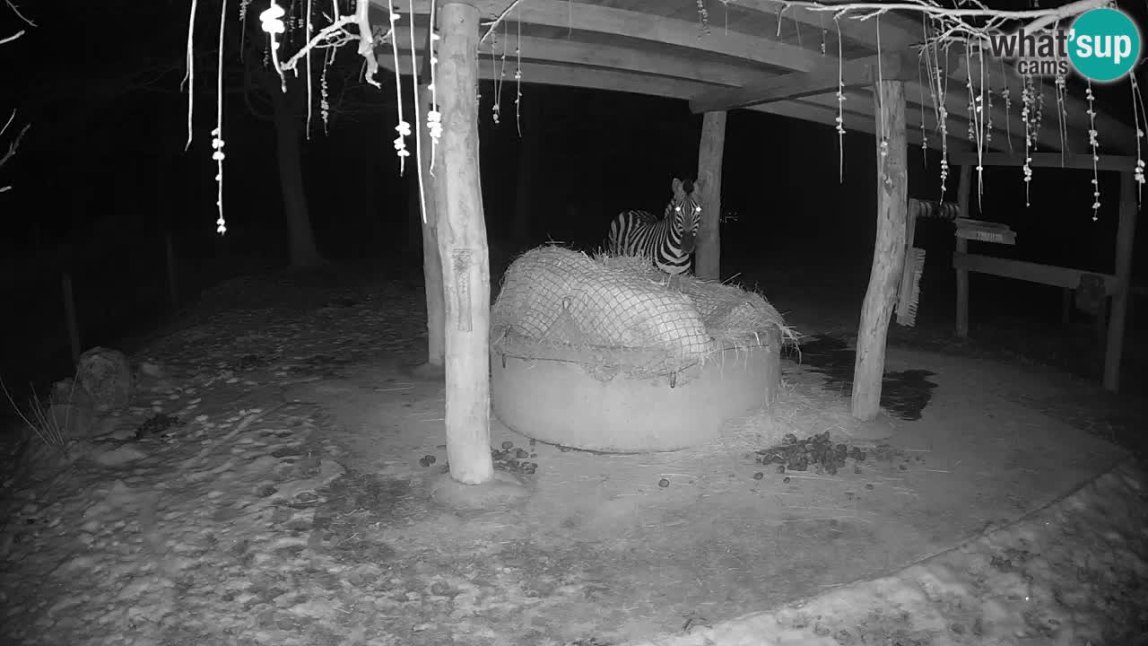 Live webcam Les zèbres in Ljubljana ZOO – Slovénie