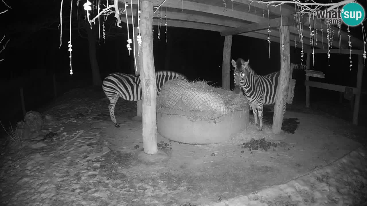 Live webcam Zebras in Ljubljana ZOO – Slovenia