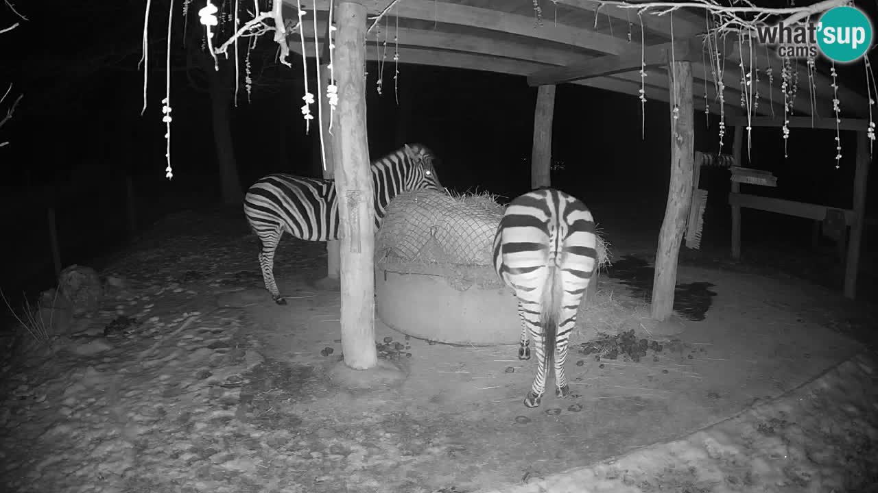 Zebre v živo v živalskem vrtu Ljubljana ZOO spletne kamere