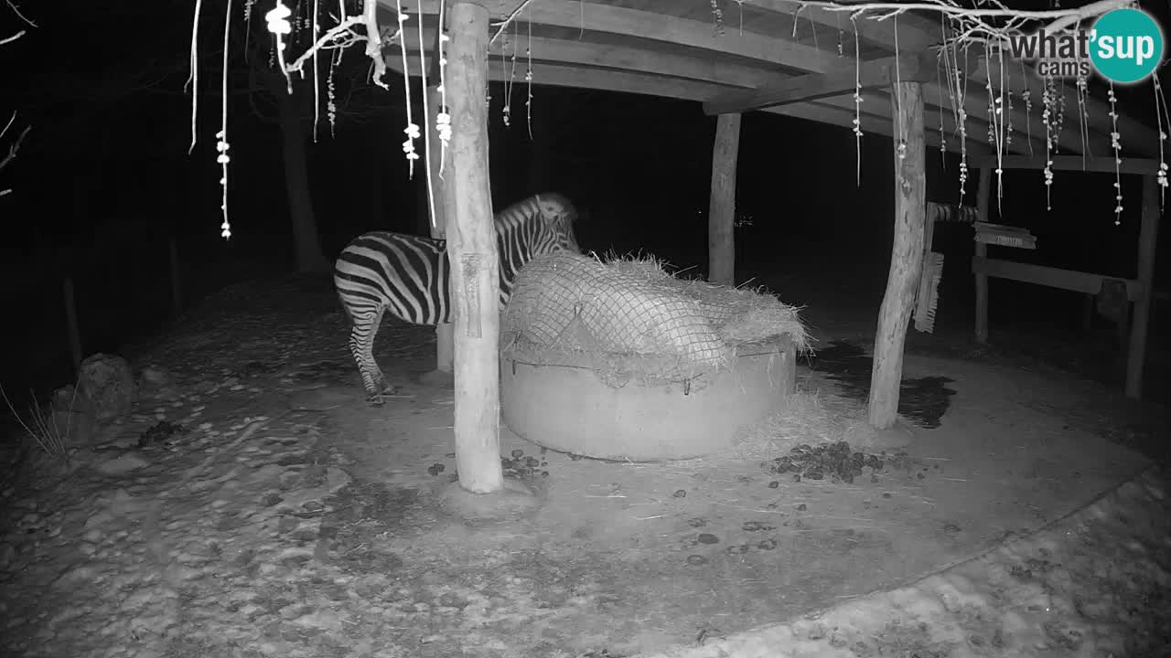 Live Webcam Zebras in Ljubljana ZOO – Slowenien