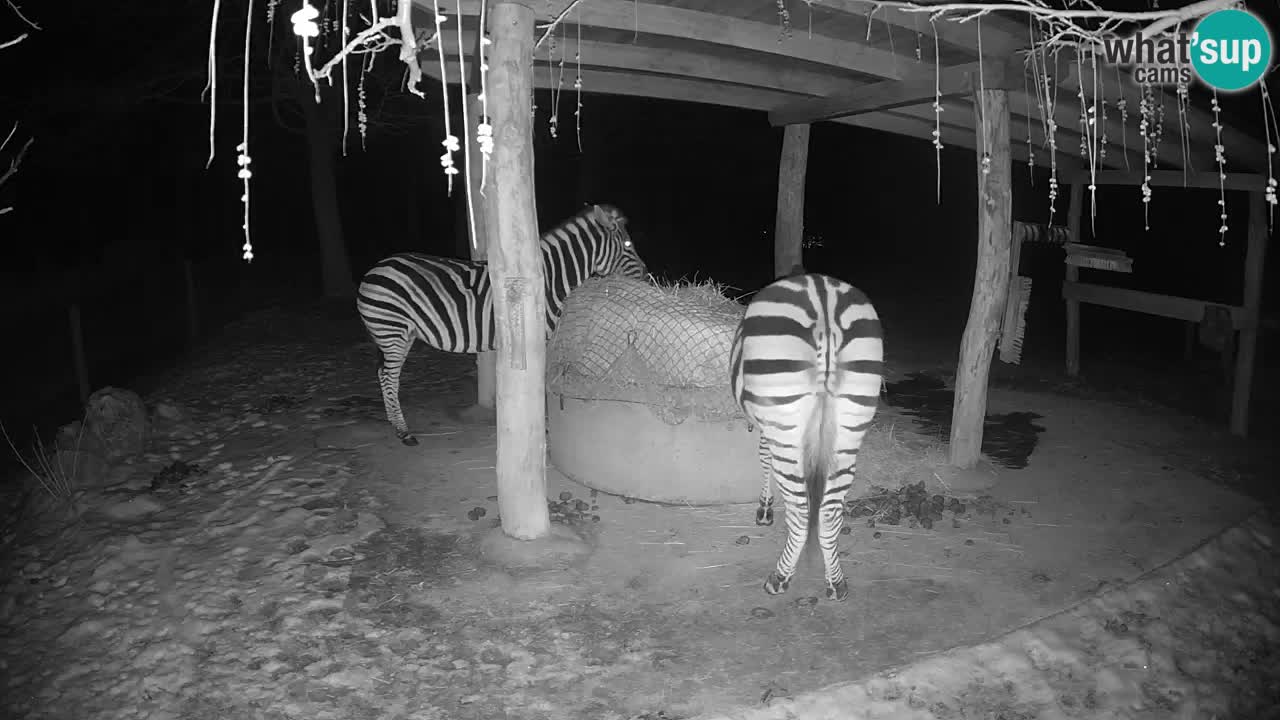 Zebre v živo v živalskem vrtu Ljubljana ZOO spletne kamere