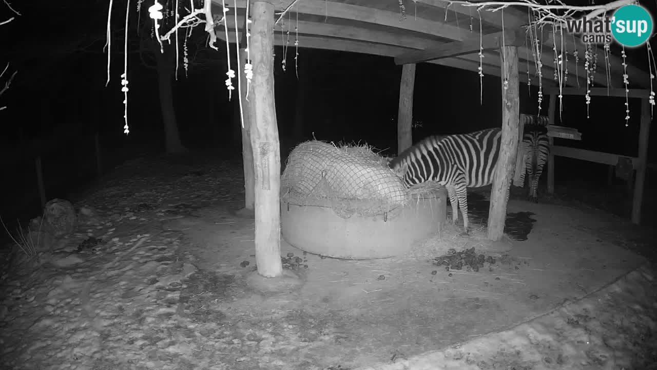 Live webcam Les zèbres in Ljubljana ZOO – Slovénie