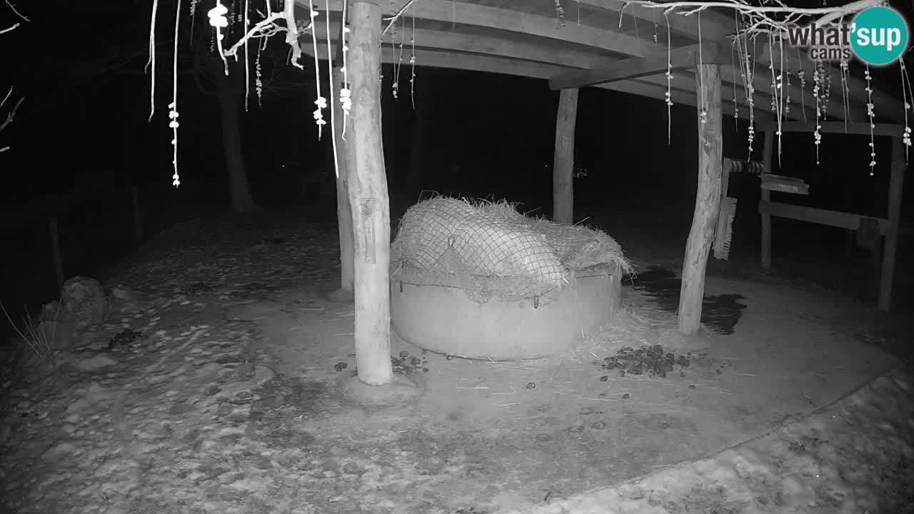 Live webcam Les zèbres in Ljubljana ZOO – Slovénie