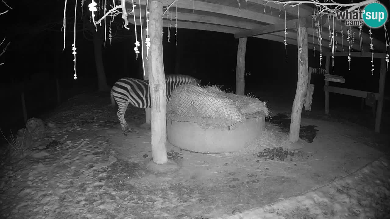 Live webcam Zebras in Ljubljana ZOO – Slovenia