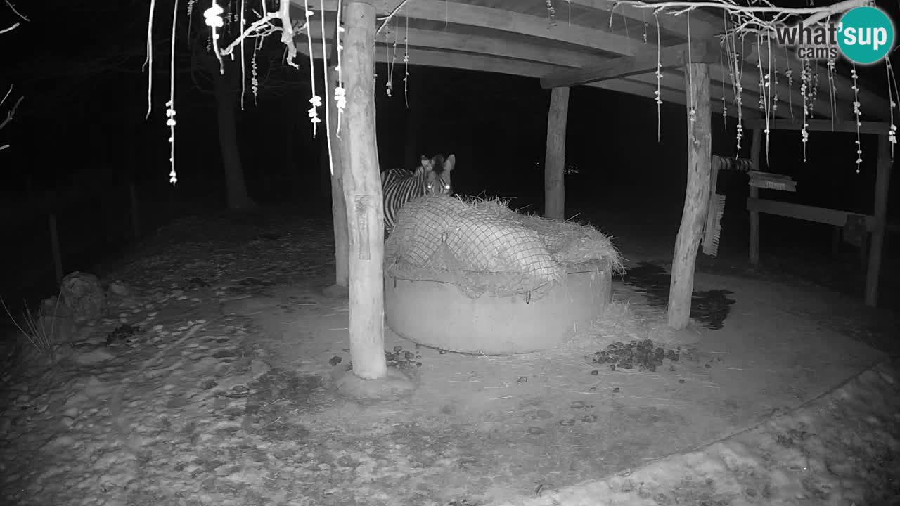 Live Webcam Zebras in Ljubljana ZOO – Slowenien