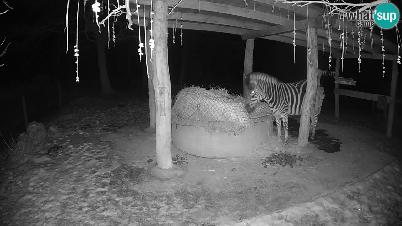 Camera en vivo Cebras in Ljubljana ZOO – Eslovenia