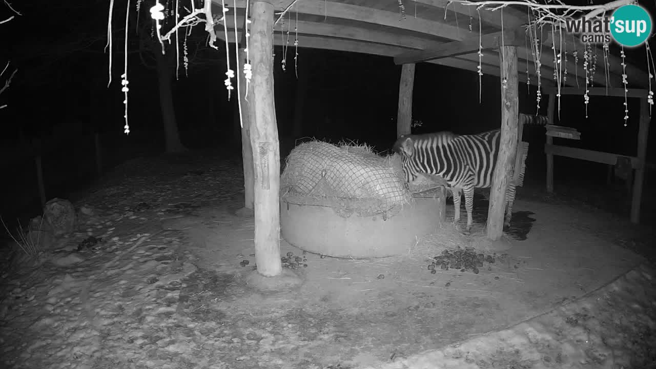 Web kamera uživo Zebras u ZOO Ljubljana – Slovenija