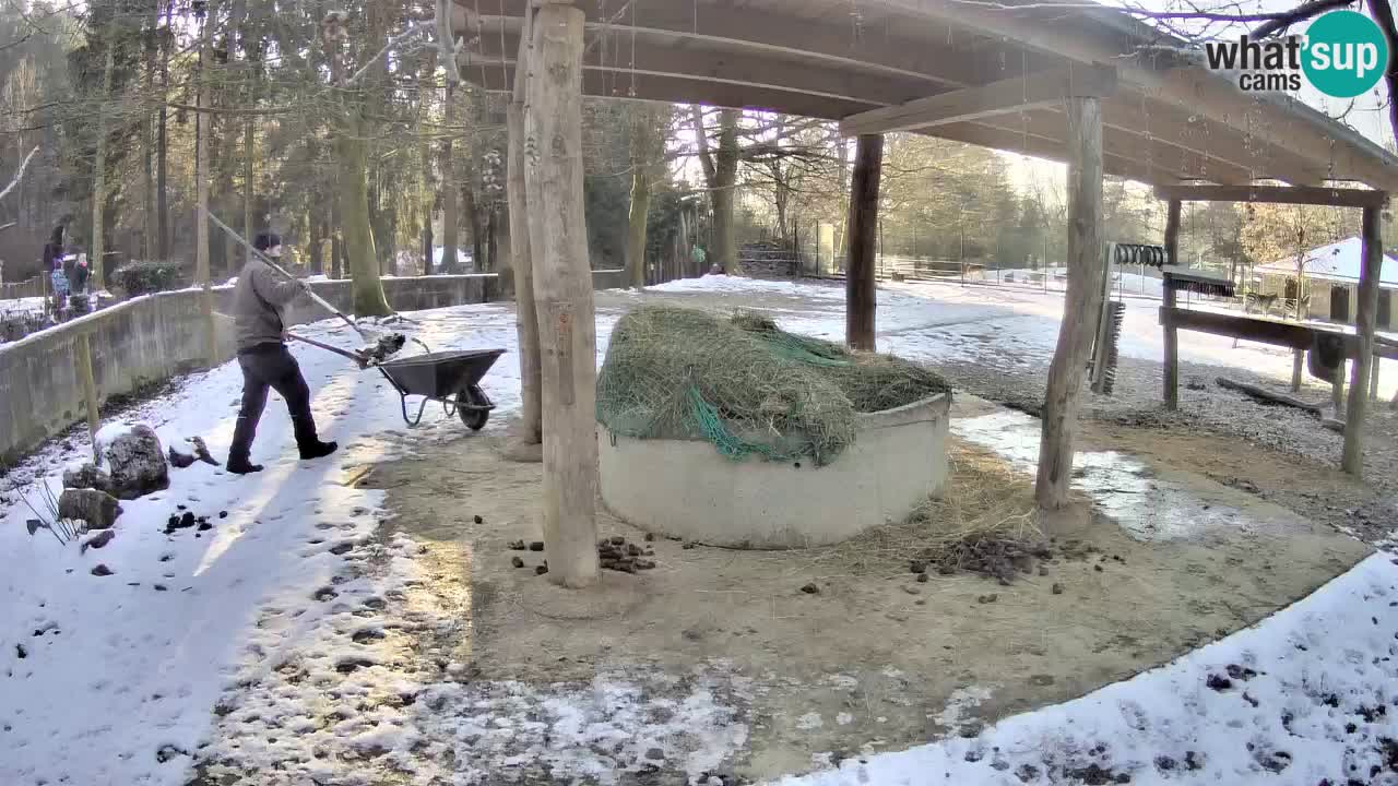 Live webcam Zebras in Ljubljana ZOO – Slovenia