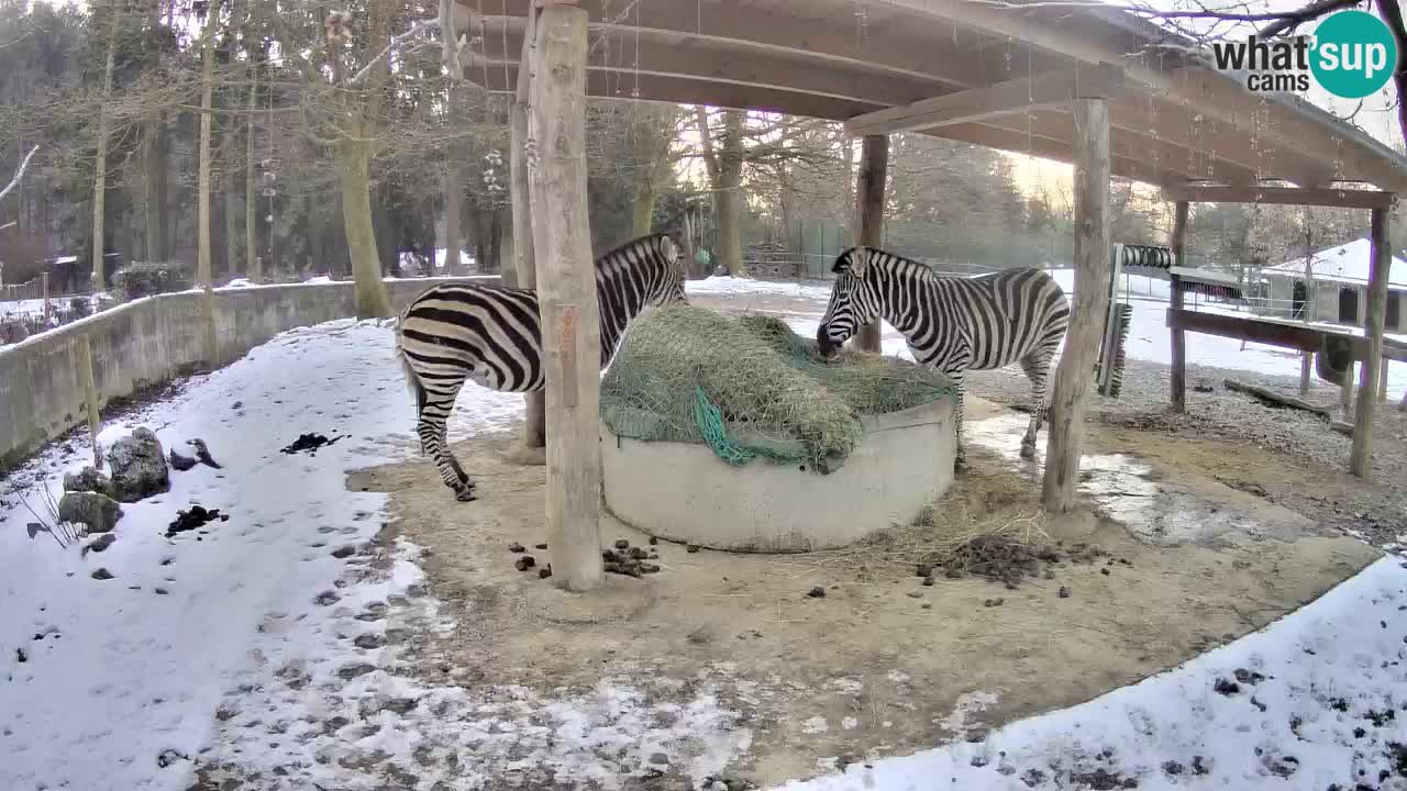 Live webcam Zebras in Ljubljana ZOO – Slovenia