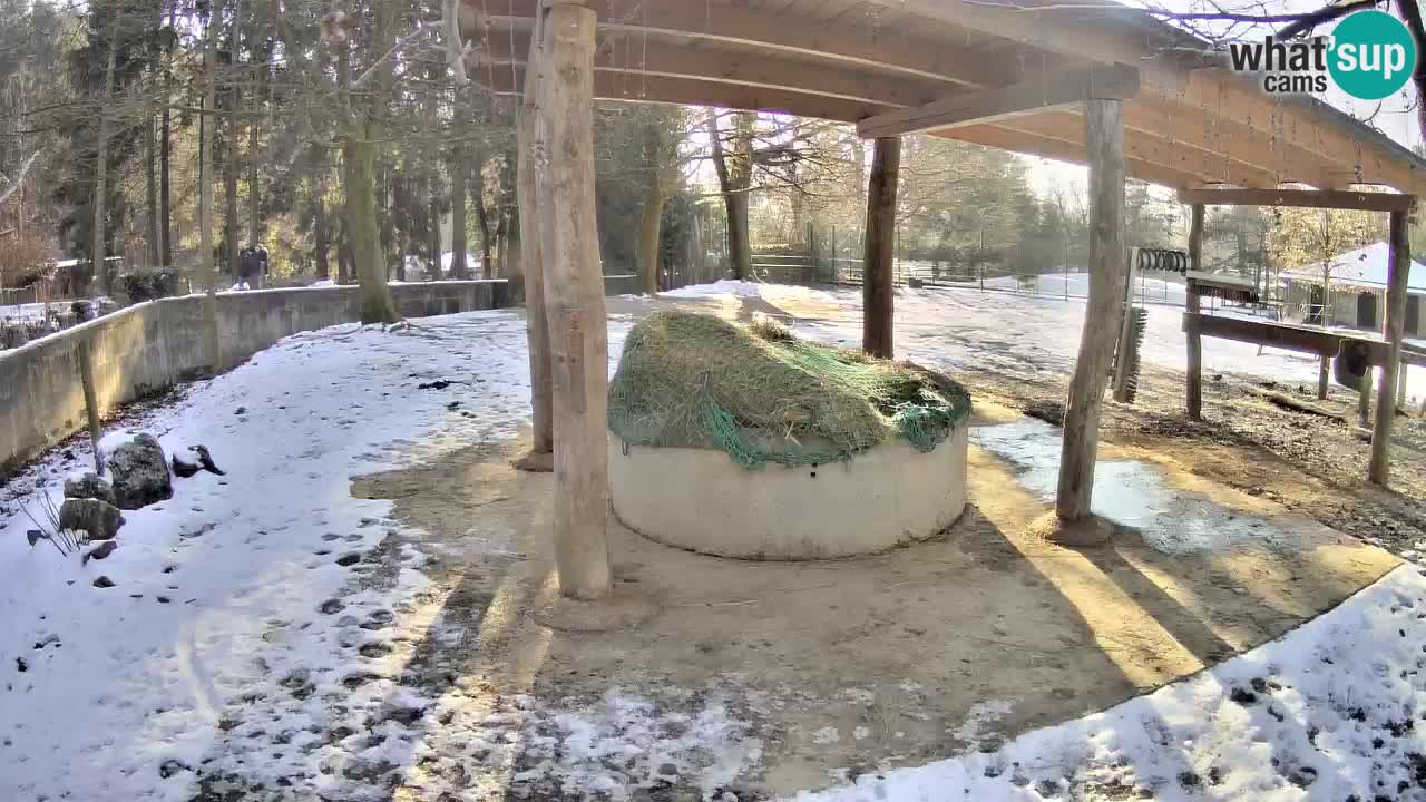 Live webcam Zebras in Ljubljana ZOO – Slovenia