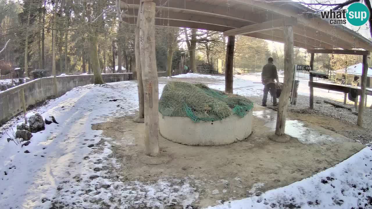 Live webcam Zebras in Ljubljana ZOO – Slovenia