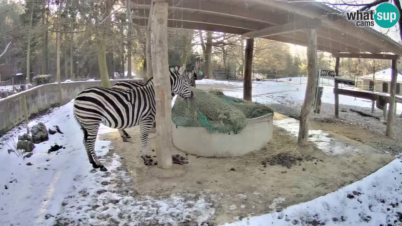 Live webcam Zebras in Ljubljana ZOO – Slovenia