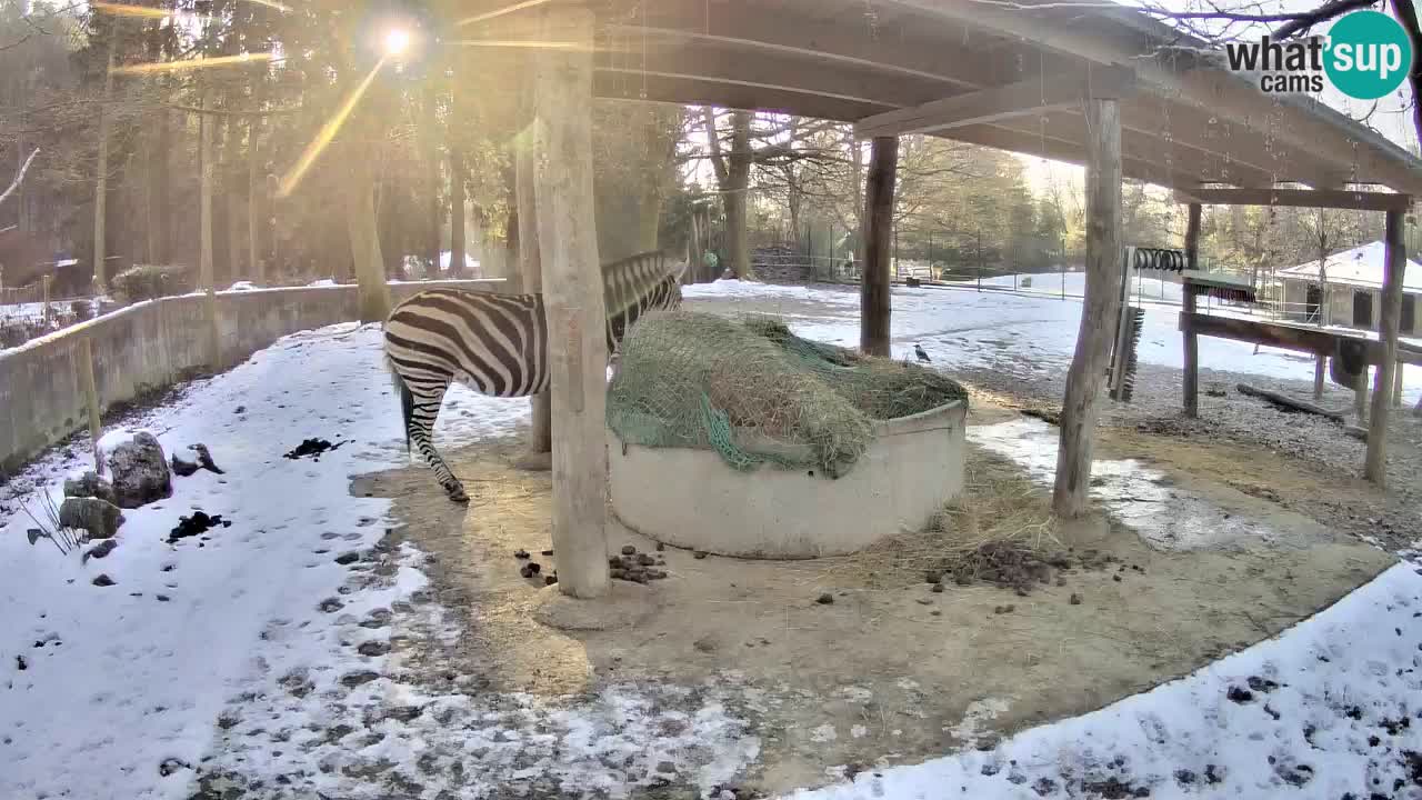 Live webcam Zebras in Ljubljana ZOO – Slovenia