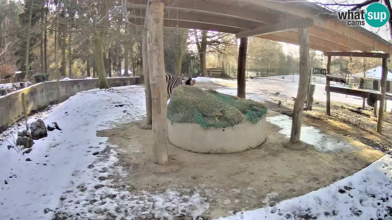 Live webcam Zebras in Ljubljana ZOO – Slovenia