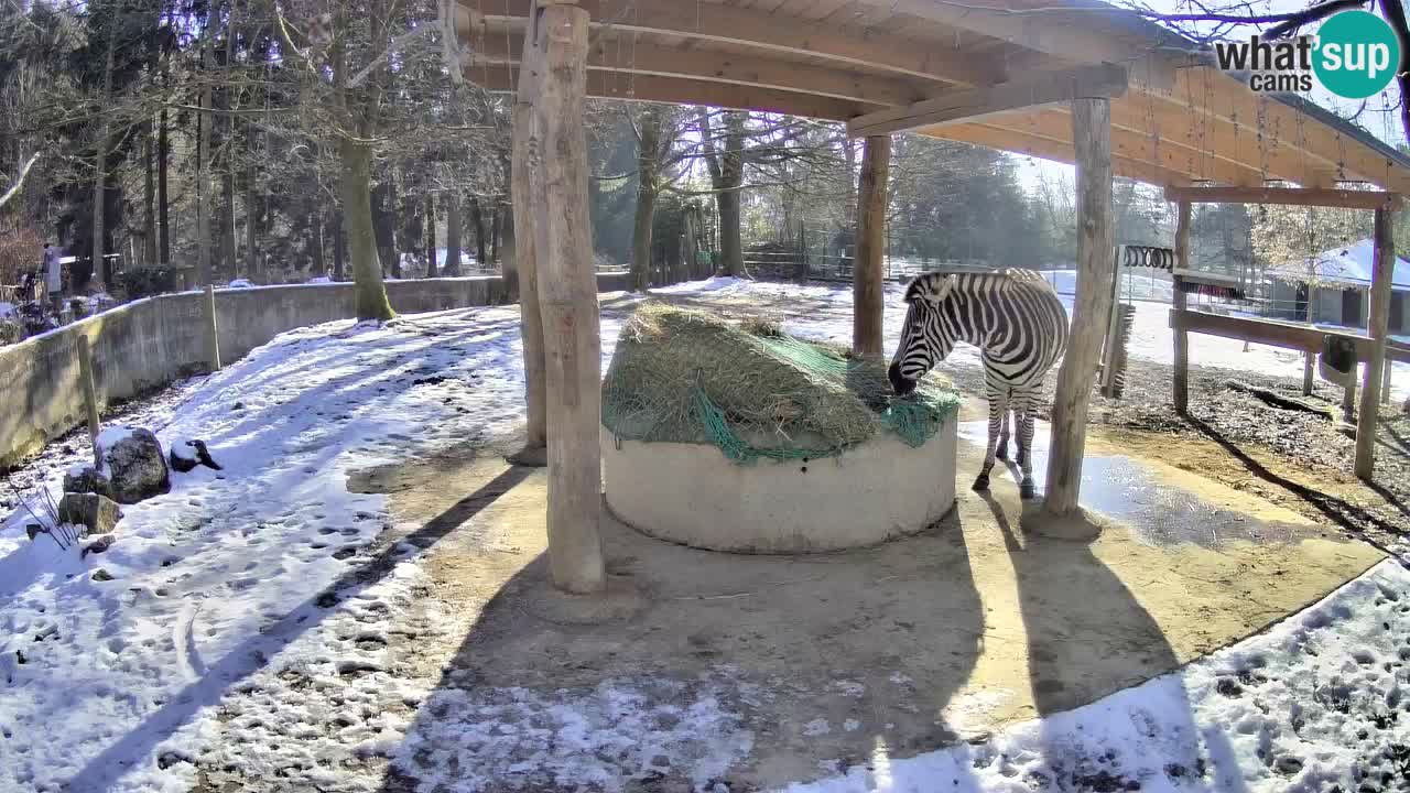 Live webcam Zebras in Ljubljana ZOO – Slovenia