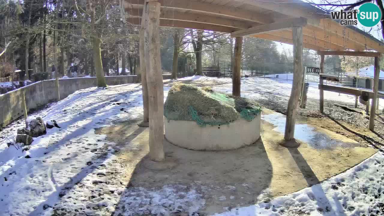 Live webcam Zebras in Ljubljana ZOO – Slovenia