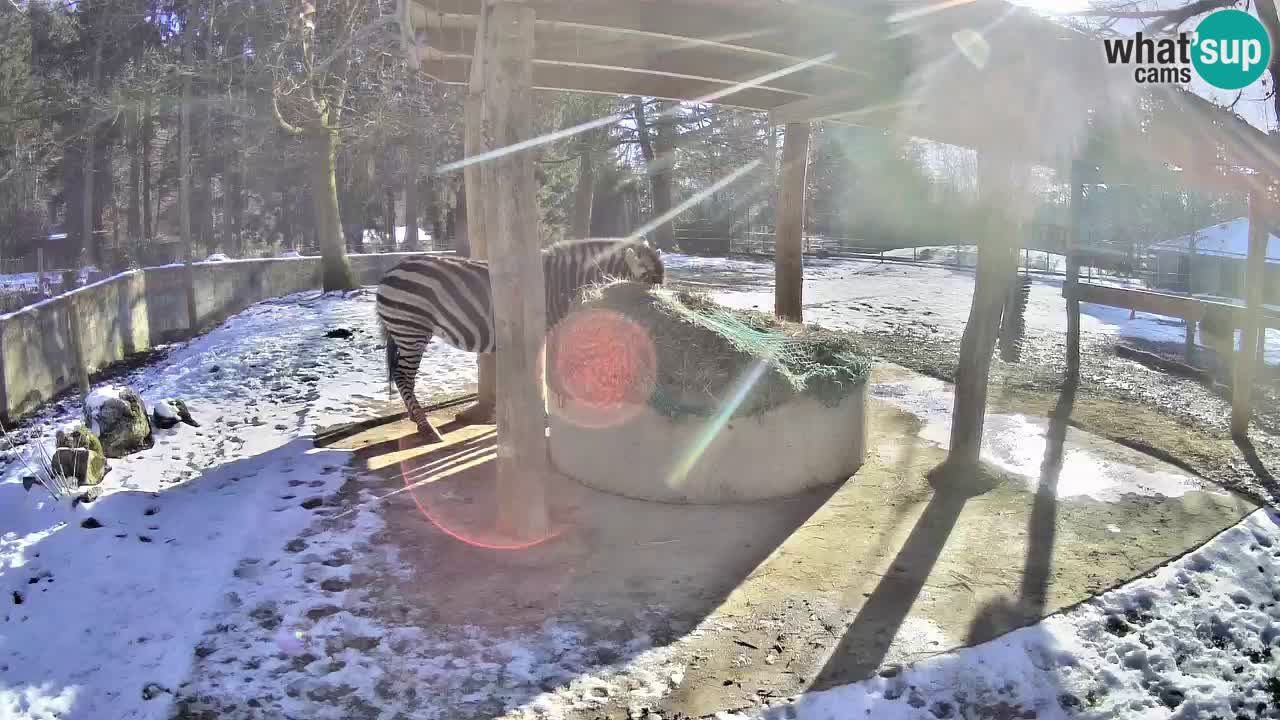 Live webcam Zebras in Ljubljana ZOO – Slovenia