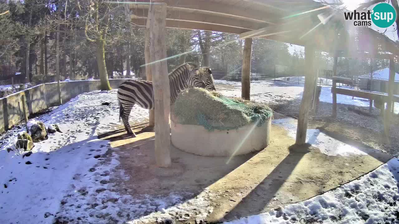 Live webcam Zebras in Ljubljana ZOO – Slovenia