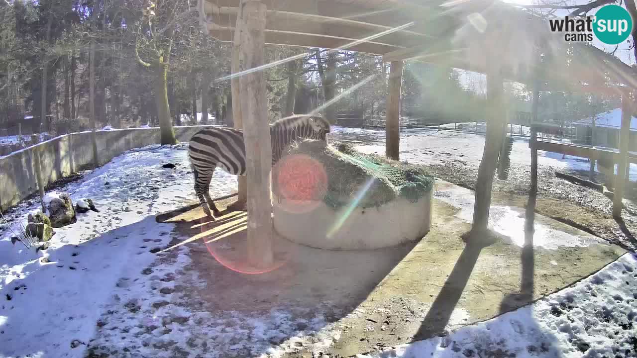 Live webcam Zebras in Ljubljana ZOO – Slovenia