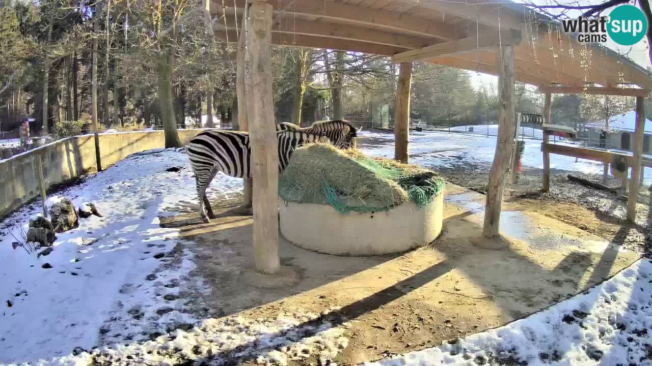 Live webcam Zebras in Ljubljana ZOO – Slovenia