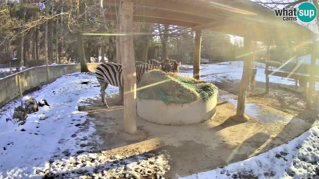 Live webcam Zebras in Ljubljana ZOO – Slovenia