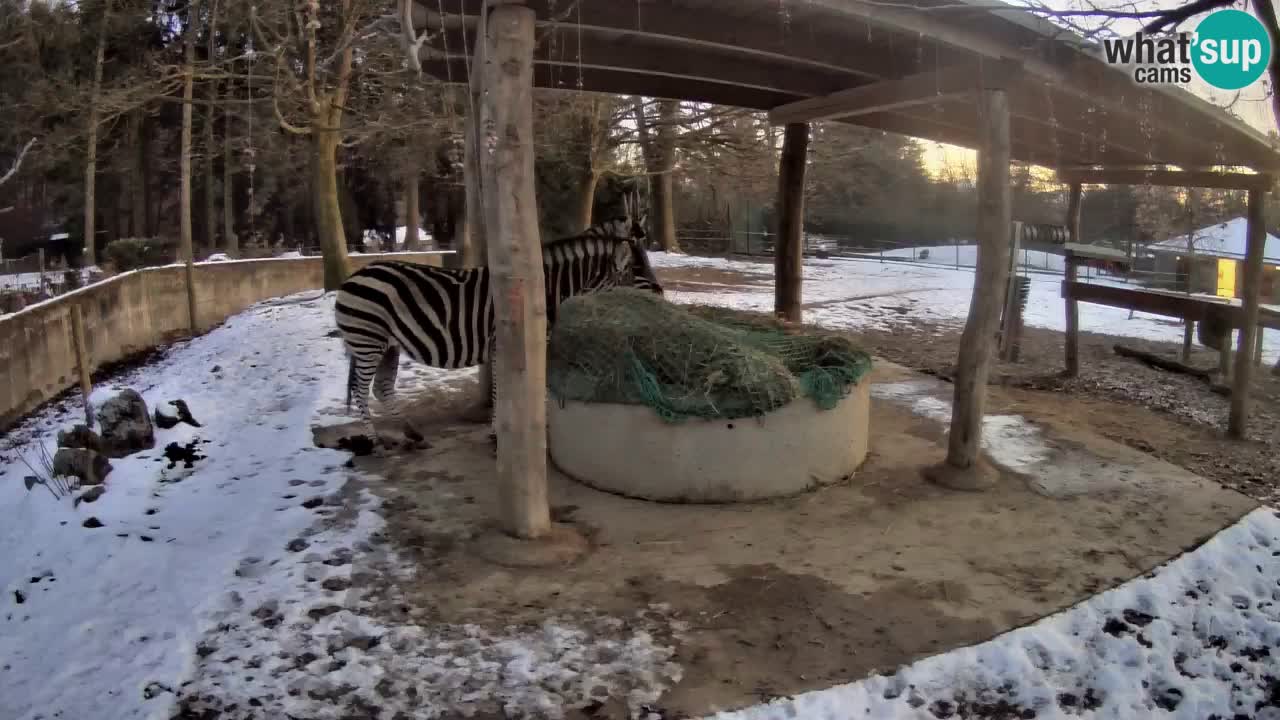 Live webcam Zebras in Ljubljana ZOO – Slovenia