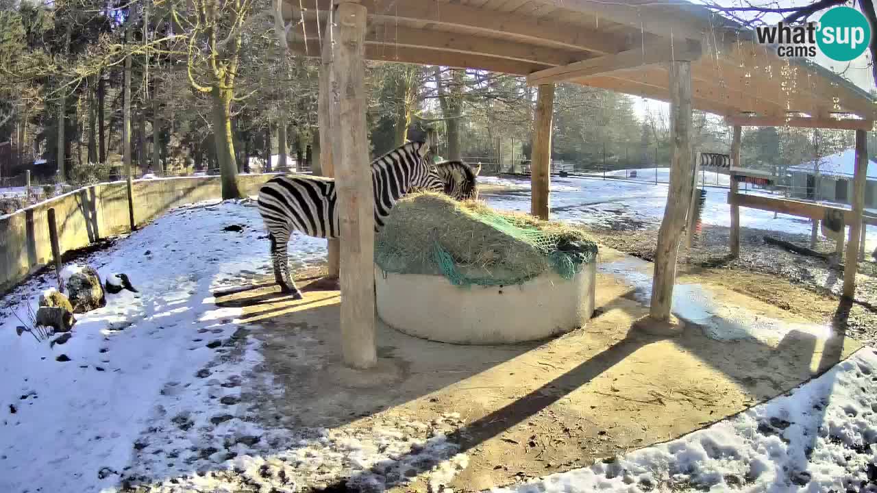 Live webcam Zebras in Ljubljana ZOO – Slovenia