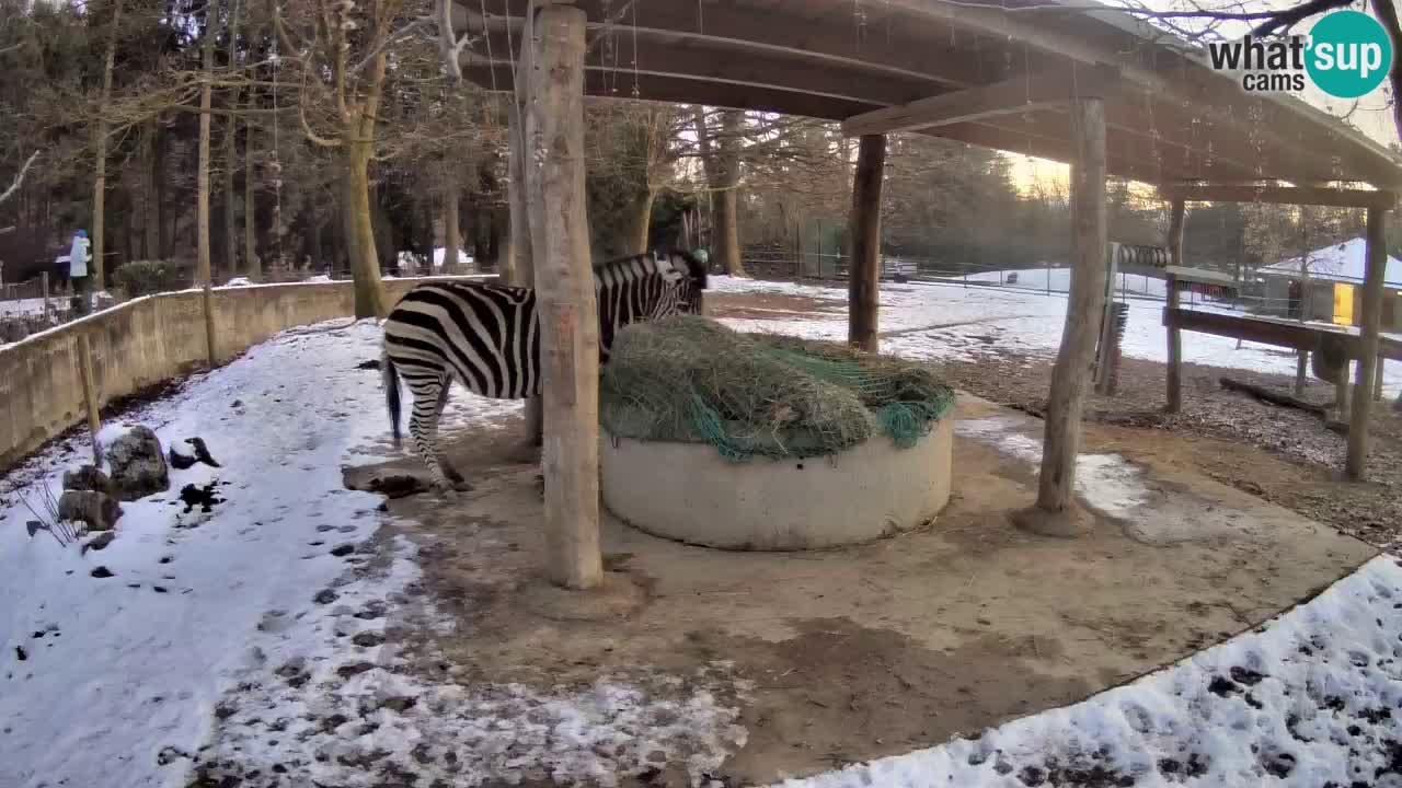 Zebre v živo v živalskem vrtu Ljubljana ZOO spletne kamere