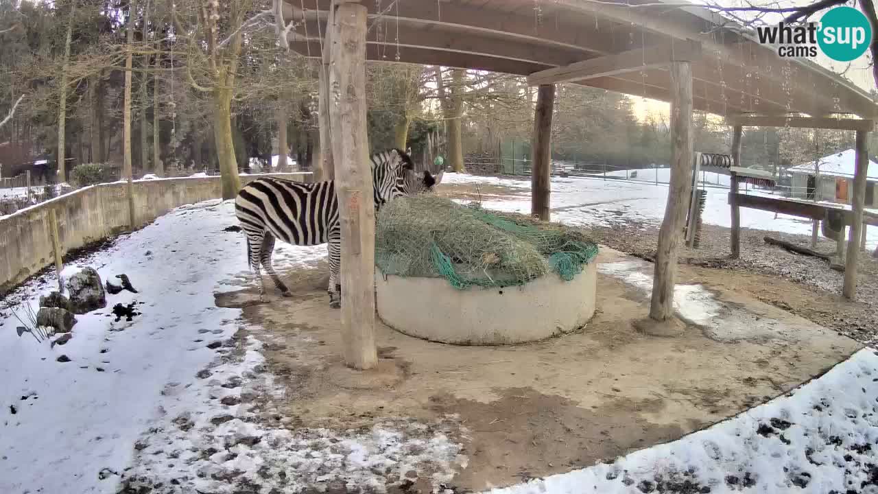 Live webcam Zebras in Ljubljana ZOO – Slovenia