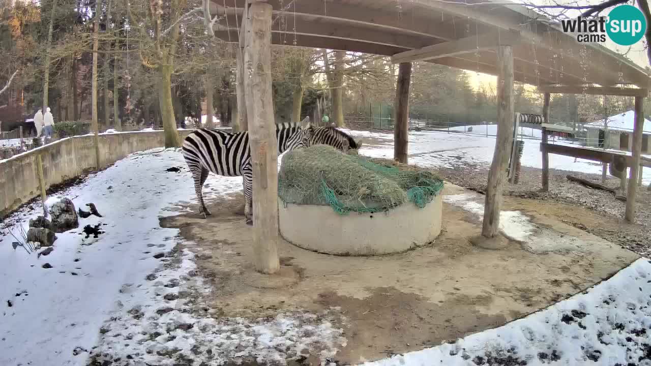 Live webcam Zebras in Ljubljana ZOO – Slovenia