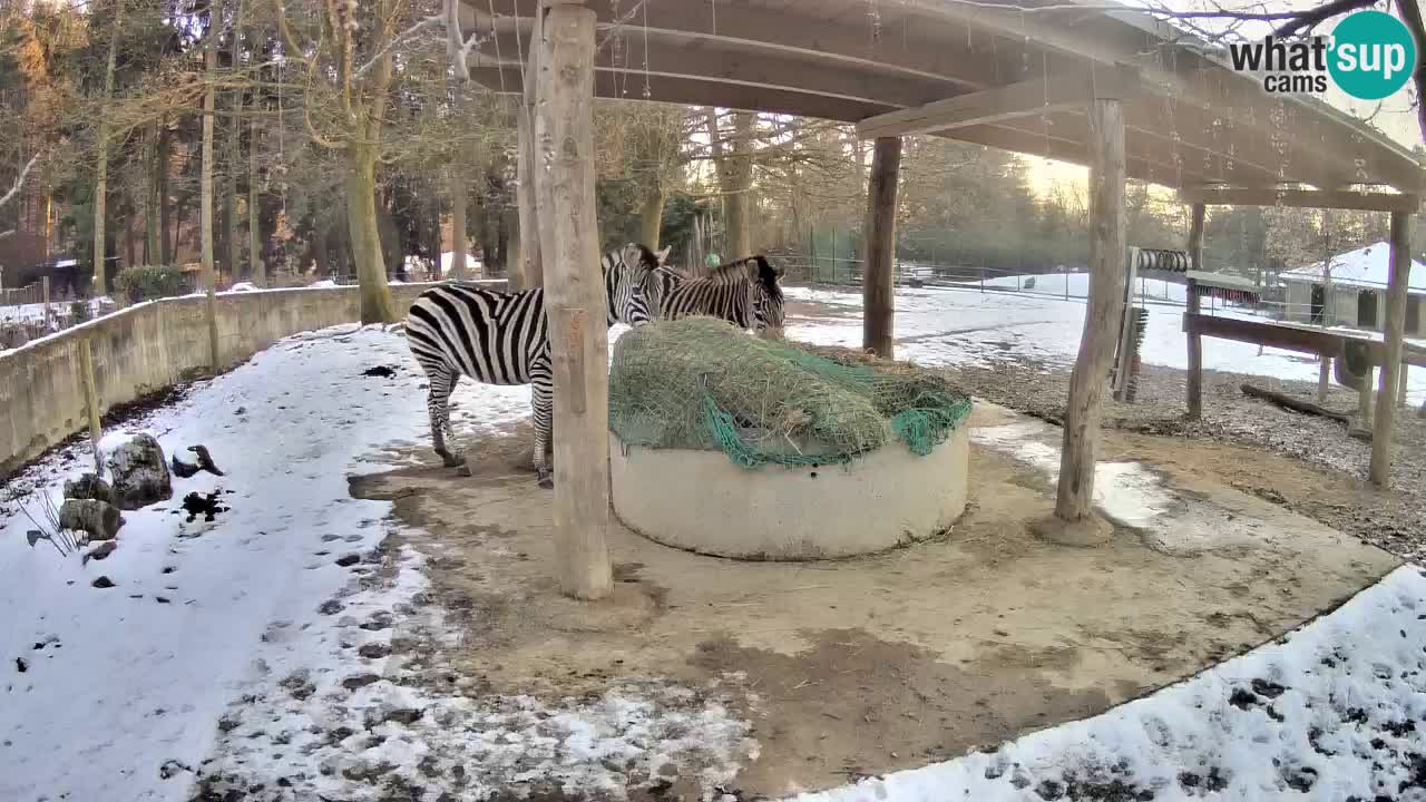 Live webcam Zebras in Ljubljana ZOO – Slovenia