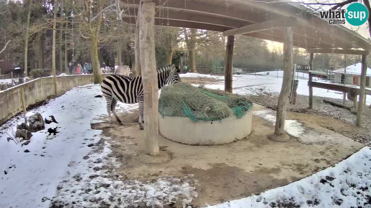 Live webcam Zebras in Ljubljana ZOO – Slovenia