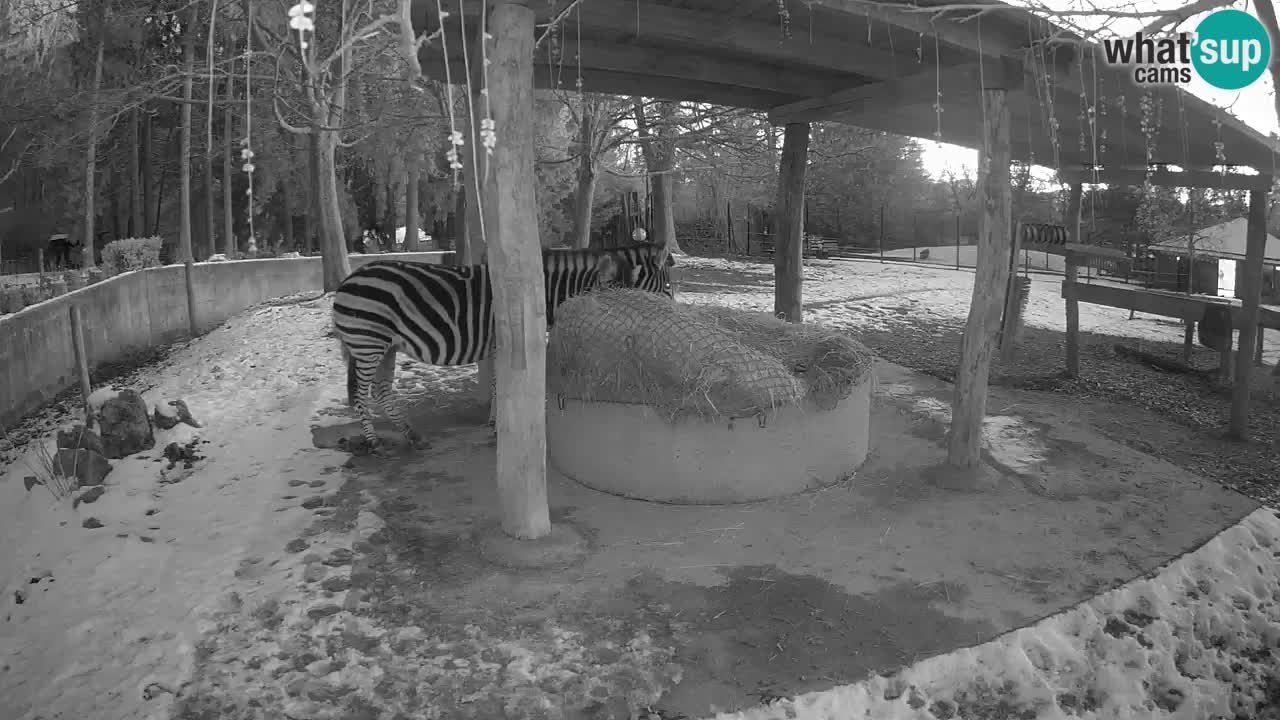 Live webcam Zebras in Ljubljana ZOO – Slovenia