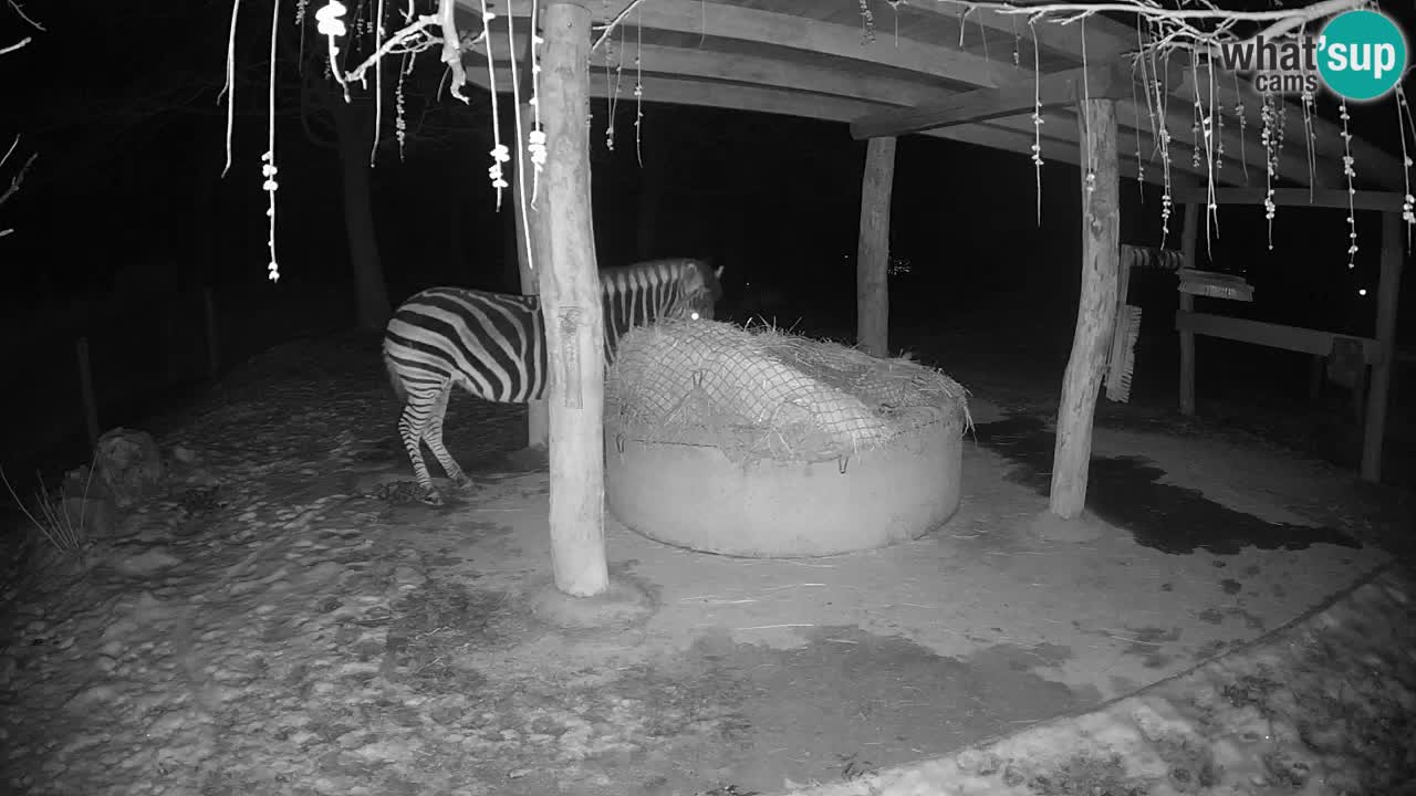 Live webcam Zebras in Ljubljana ZOO – Slovenia