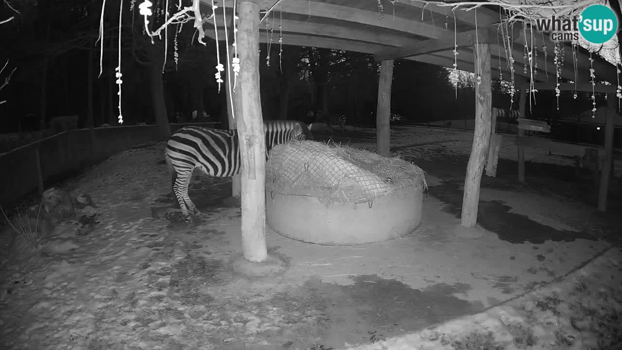 Live webcam Zebras in Ljubljana ZOO – Slovenia