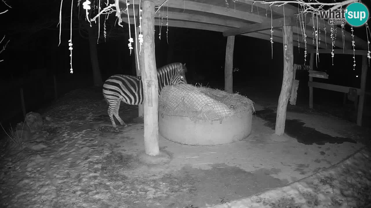 Live webcam Zebras in Ljubljana ZOO – Slovenia