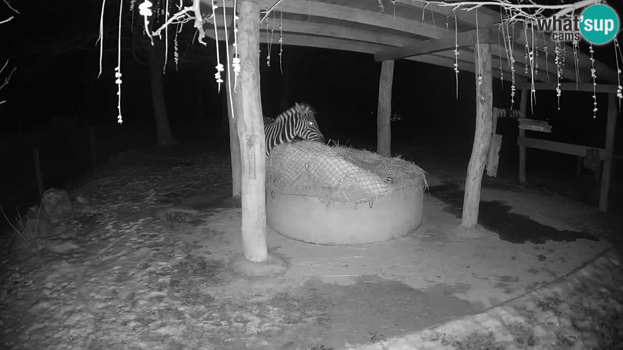 Live webcam Zebras in Ljubljana ZOO – Slovenia