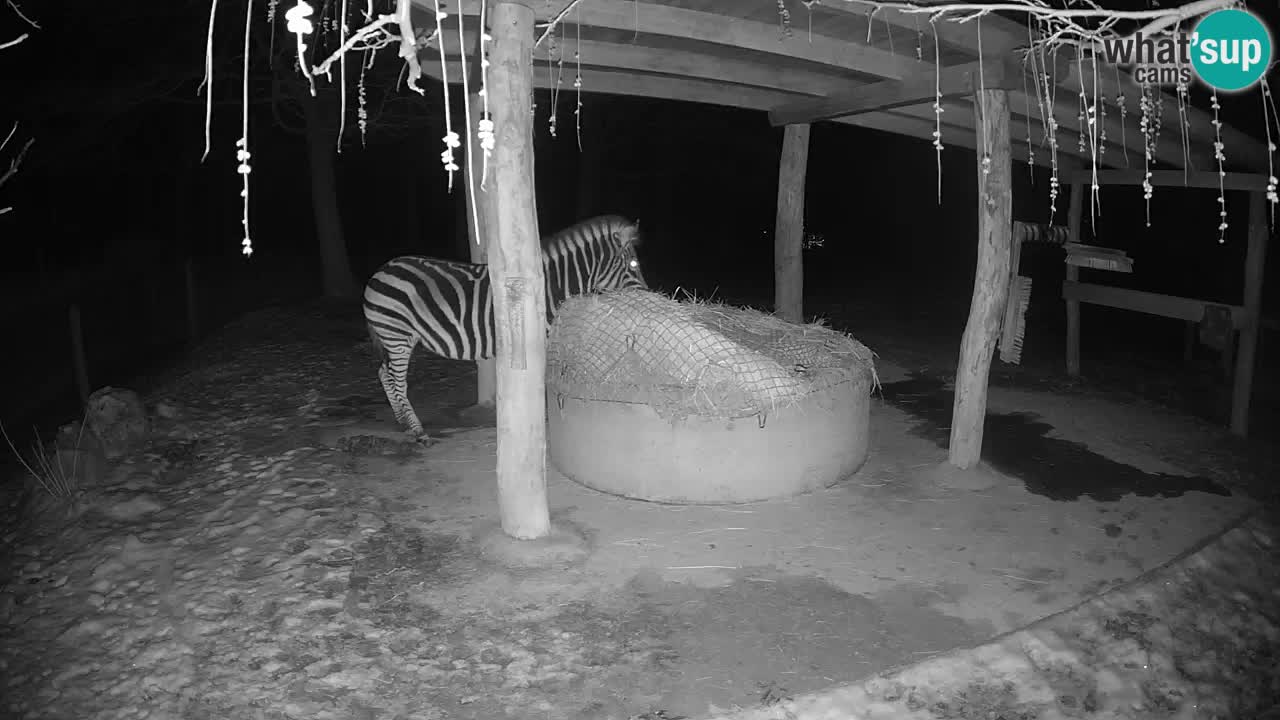 Web kamera uživo Zebras u ZOO Ljubljana – Slovenija